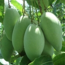 KỸ THUẬT TRỒNG XOÀI