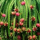 QUY TRÌNH TRỒNG THANH LONG XUẤT KHẨU