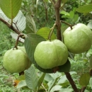 KỸ THUẬT TRỒNG ỔI