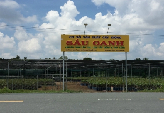 CÂY GIỐNG SÁU OANH