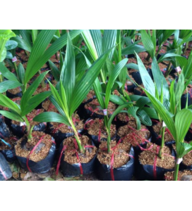 Cây giống Dừa xiêm lùn