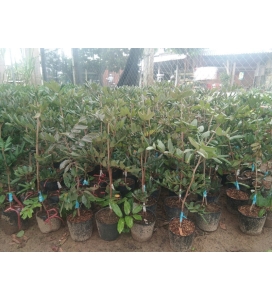 Cây giống Nhãn xuồng