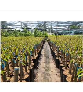 cây giống sầu riêng Black Thorn