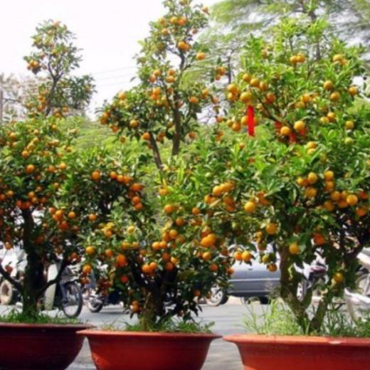 Cây Quất chưng Tết 