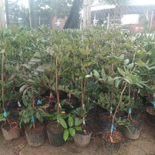 Cây giống Nhãn xuồng