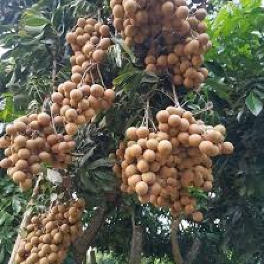 Cây giống Nhãn xuồng