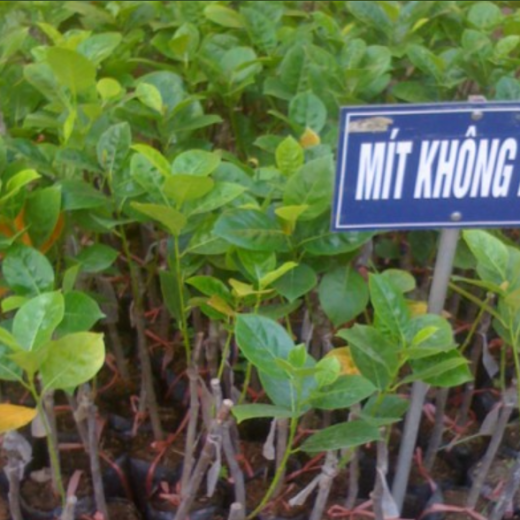 Cây giống Mít không hạt
