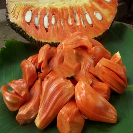 cây giống Mít ruột đỏ