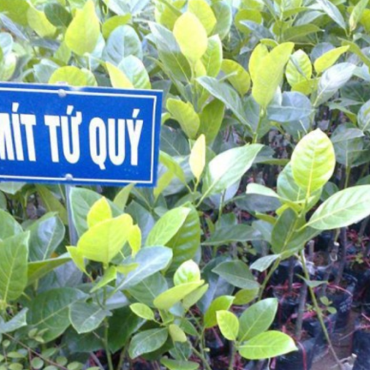 Mít tứ quí