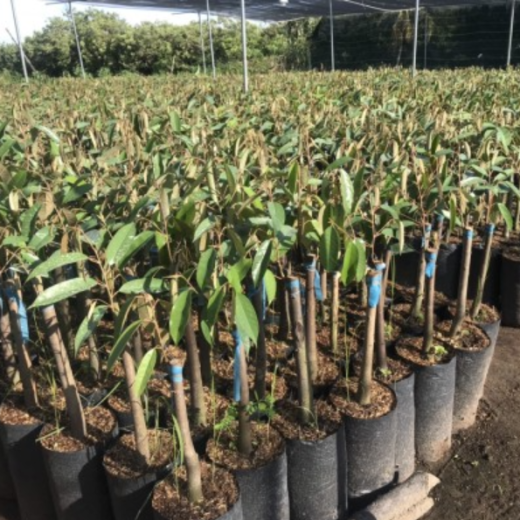 Cây giống Sầu riêng Ri6